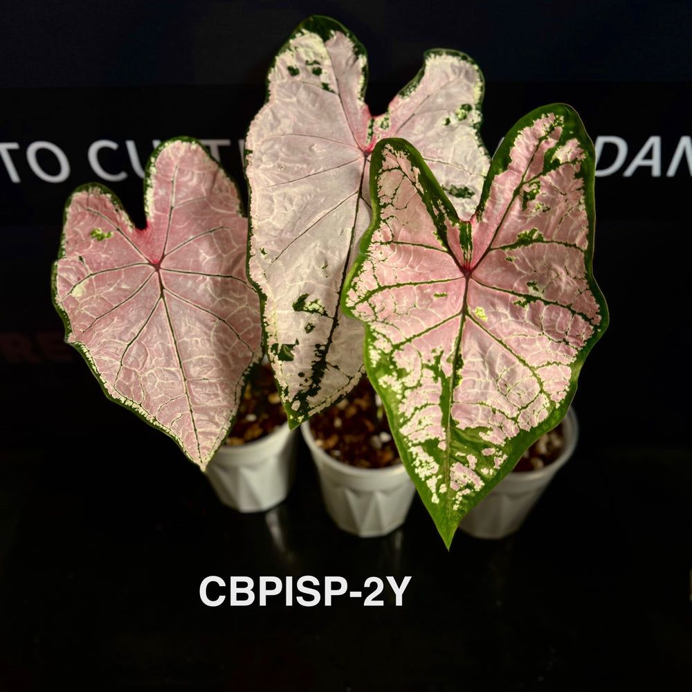 Caladium Bicolor 【Pink Splash】 [CBPISP]