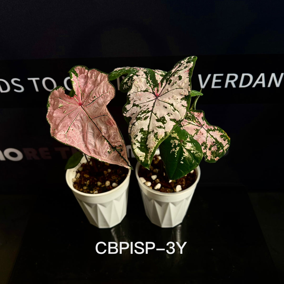 Caladium Bicolor 【Pink Splash】 [CBPISP]