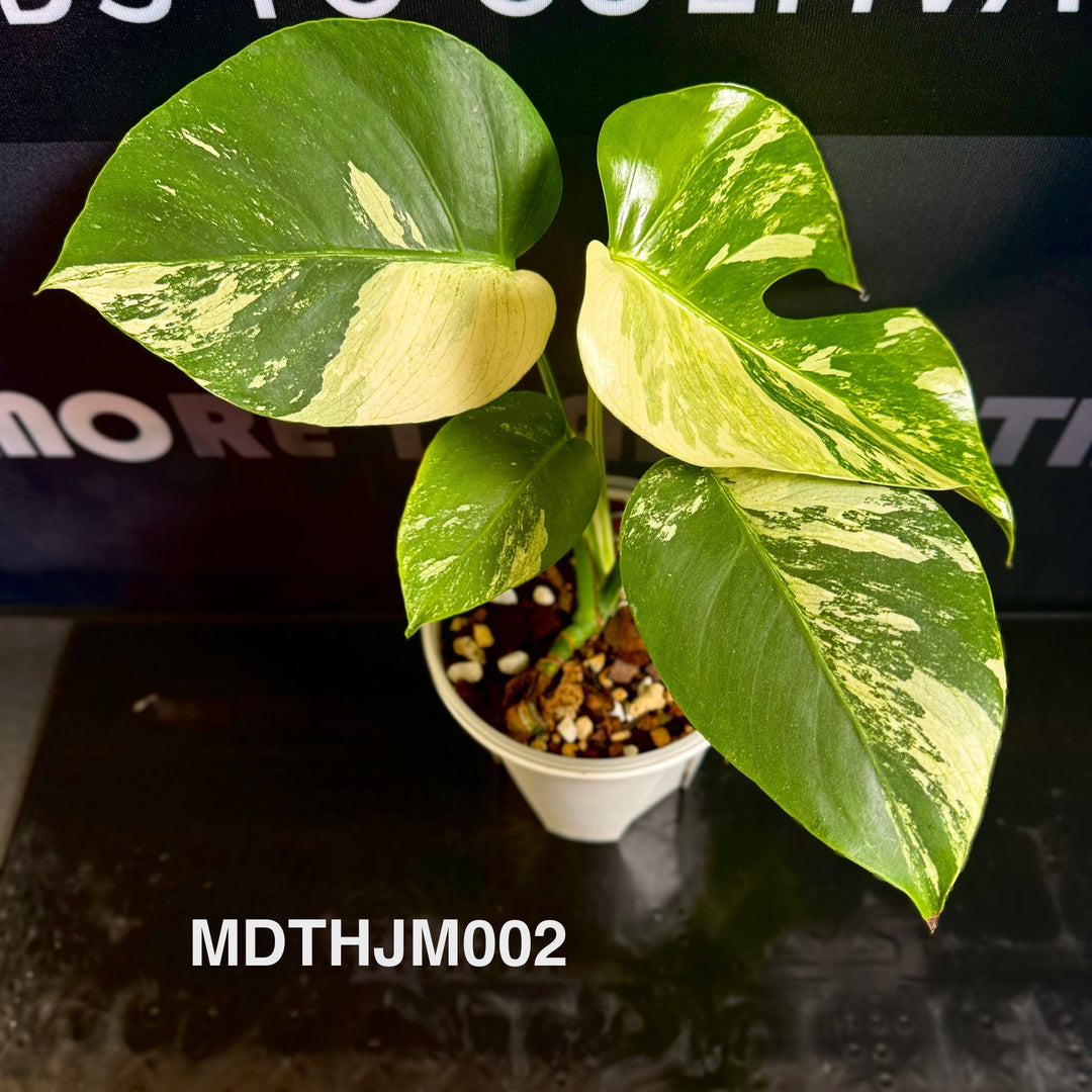 Monstera Deliciosa【Thai Jungle Mint】【泰国薄荷】[MDTHJM]