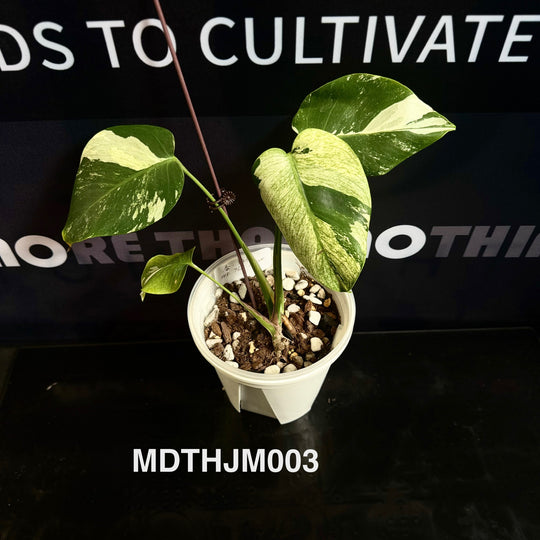 Monstera Deliciosa【Thai Jungle Mint】【泰国薄荷】[MDTHJM]