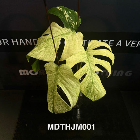 Monstera Deliciosa【Thai Jungle Mint】【泰国薄荷】[MDTHJM]