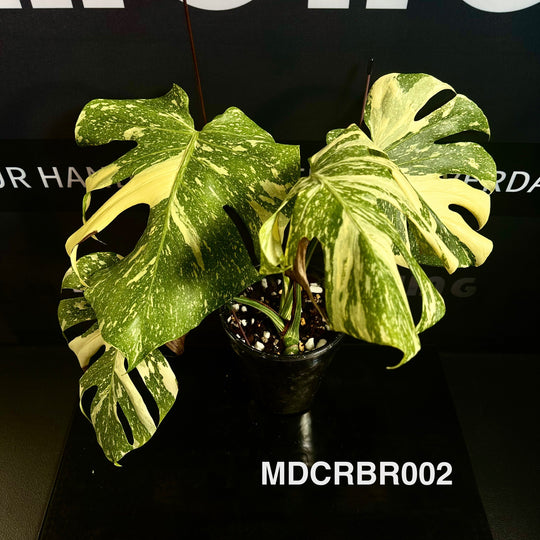 Monstera Deliciosa 【Creme Brulee】【焦糖布丁】[MDCRBR]