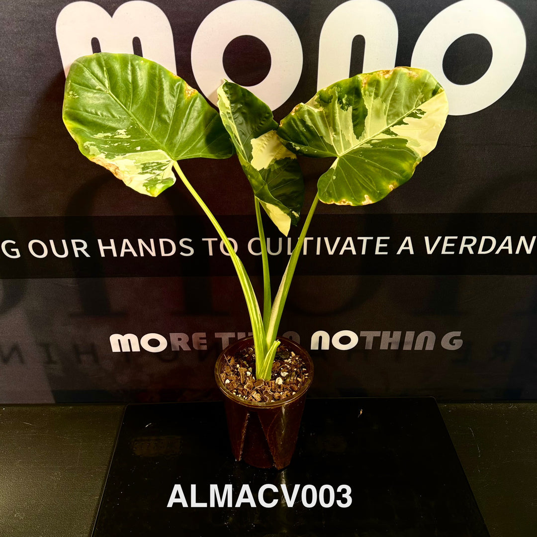 Alocasia Macrorrhizos Variegata [ALMACV]