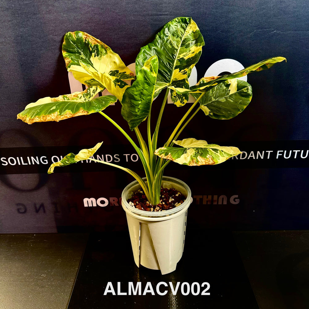 Alocasia Macrorrhizos Variegata [ALMACV]