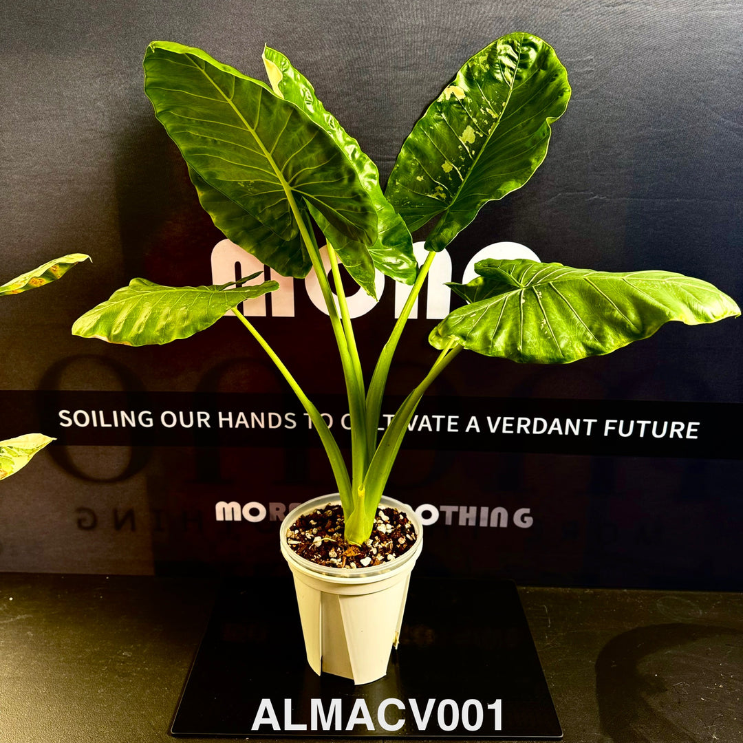 Alocasia Macrorrhizos Variegata [ALMACV]