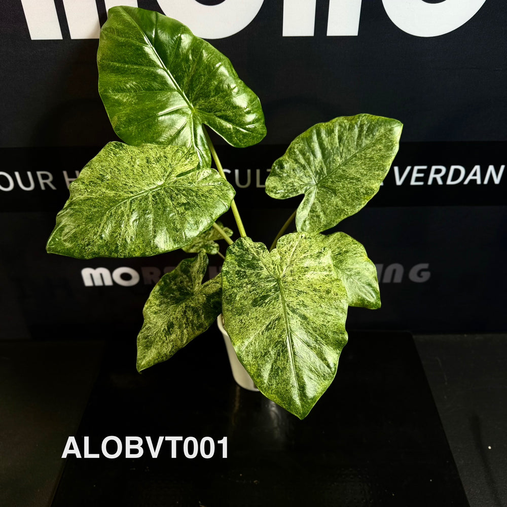 Alocasia Odora Batik Variegated Tri-color [ALOBVT]