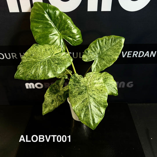 Alocasia Odora Batik Variegated Tri-color [ALOBVT]
