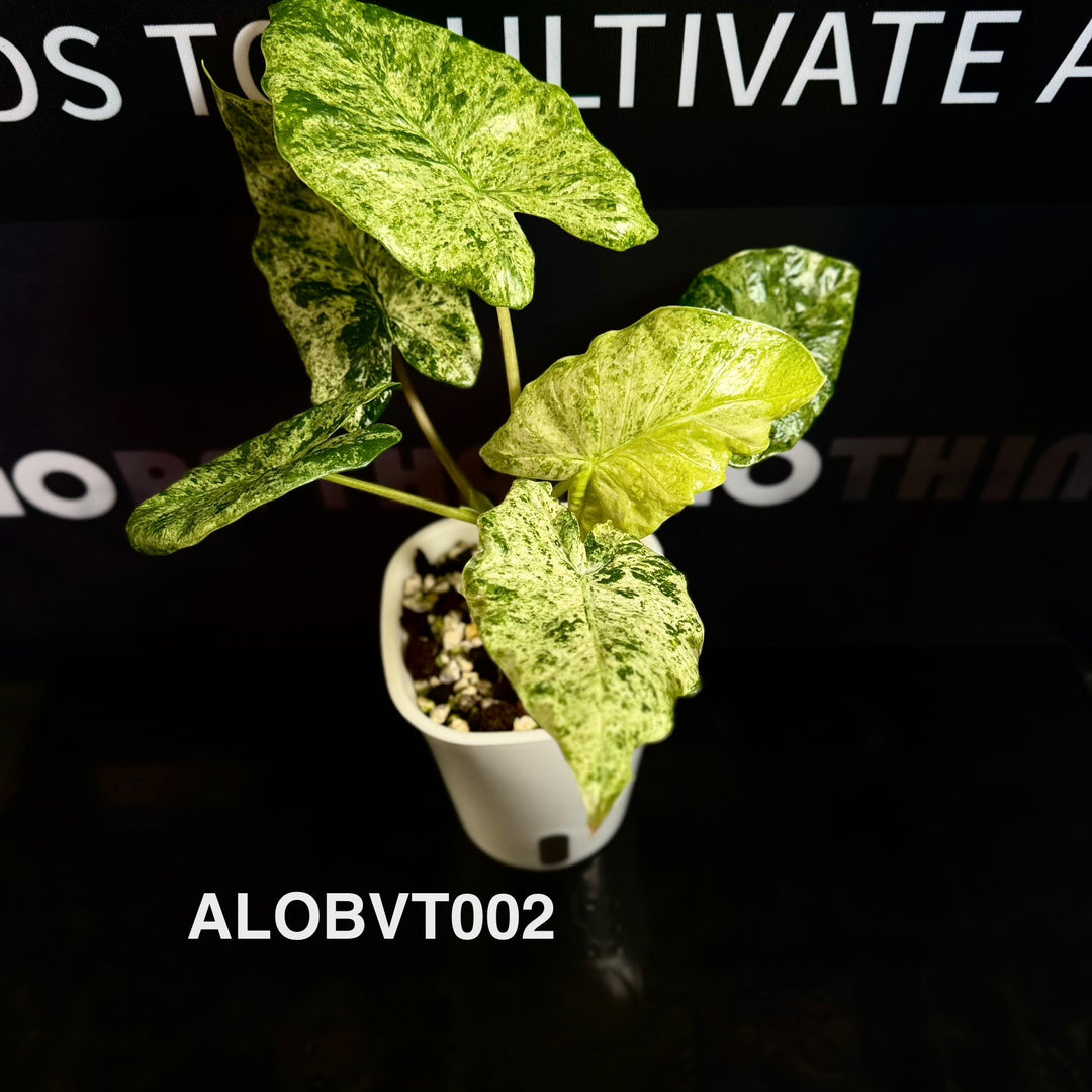 Alocasia Odora Batik Variegated Tri-color [ALOBVT]