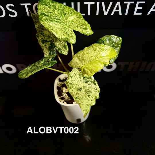 Alocasia Odora Batik Variegated Tri-color [ALOBVT]