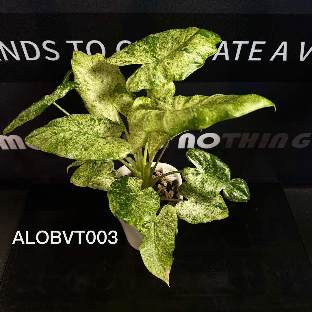 Alocasia Odora Batik Variegated Tri-color [ALOBVT]