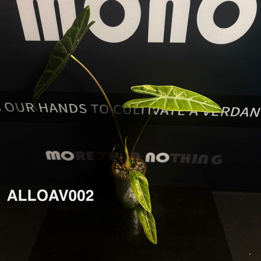 Alocasia Longiloba Aurea Variegated【黄锦银脉剑叶】[ALLOAV]