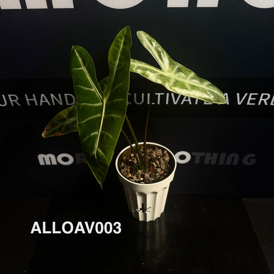 Alocasia Longiloba Aurea Variegated【黄锦银脉剑叶】[ALLOAV]
