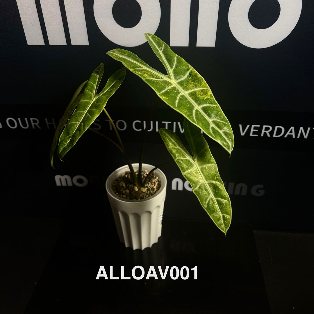 Alocasia Longiloba Aurea Variegated【黄锦银脉剑叶】[ALLOAV]