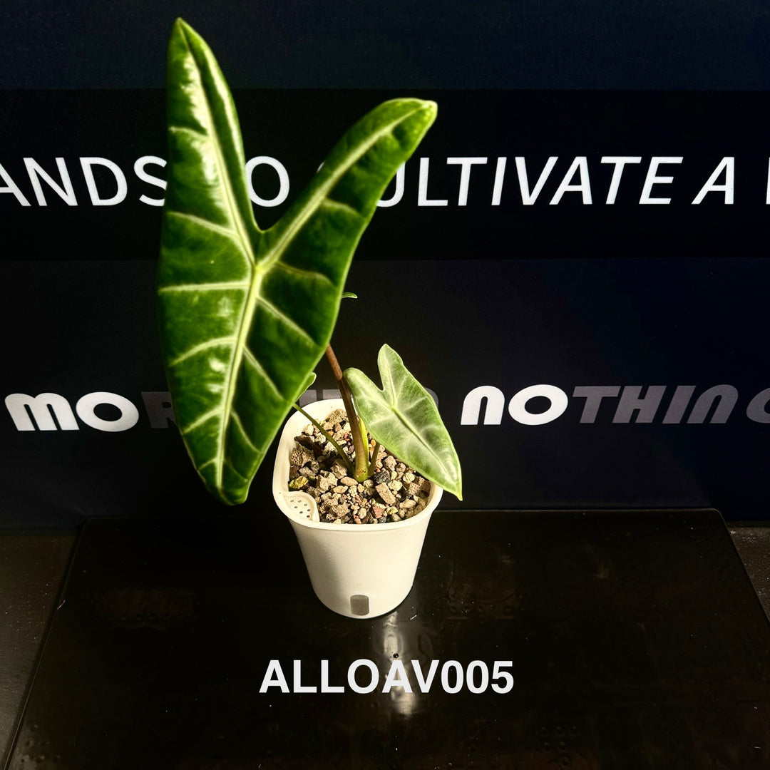 Alocasia Longiloba Aurea Variegated【黄锦银脉剑叶】[ALLOAV]
