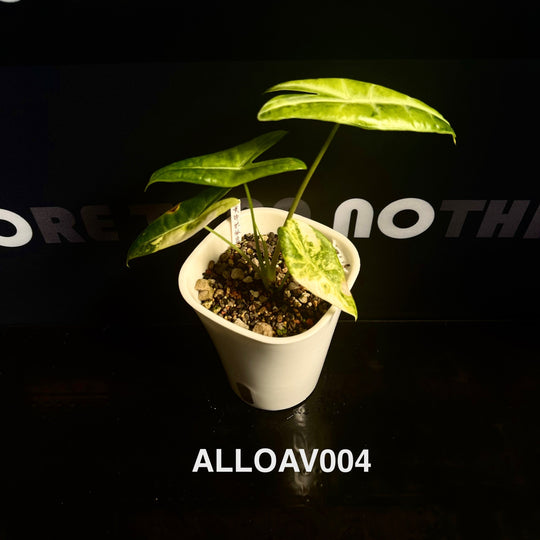 Alocasia Longiloba Aurea Variegated【黄锦银脉剑叶】[ALLOAV]