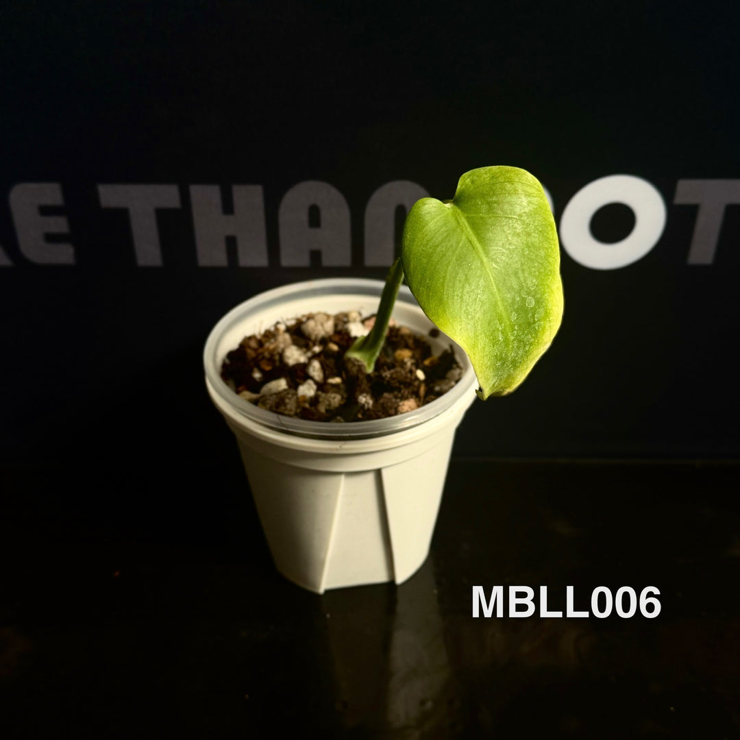 Monstera Borsigiana【Light Lime】[MBLL]