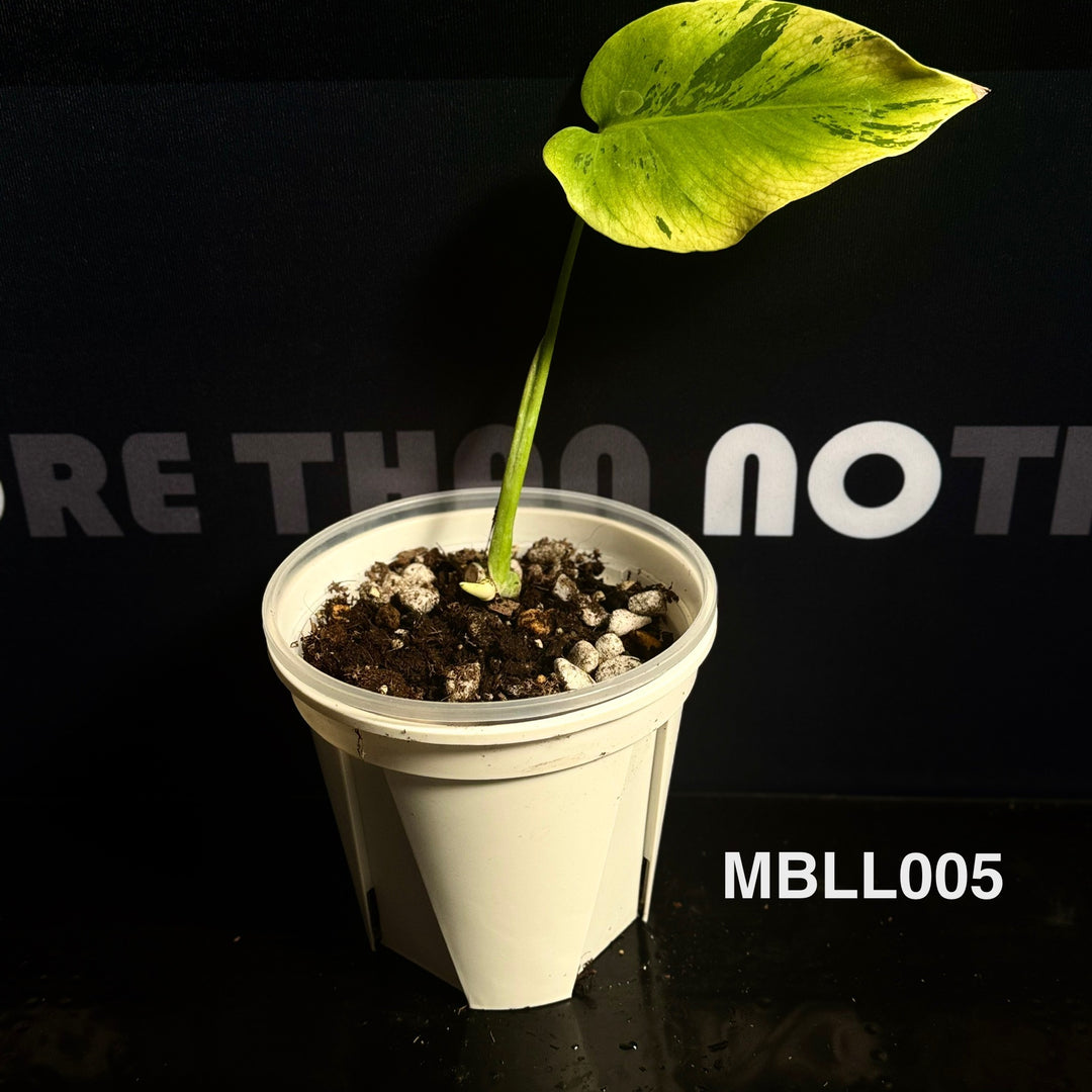 Monstera Borsigiana【Light Lime】[MBLL]