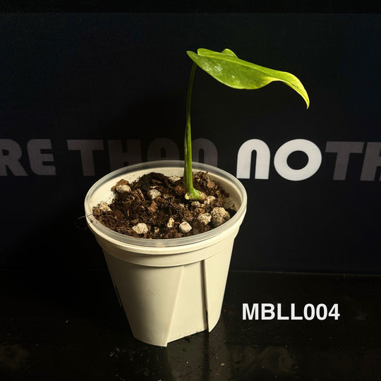 Monstera Borsigiana【Light Lime】[MBLL]