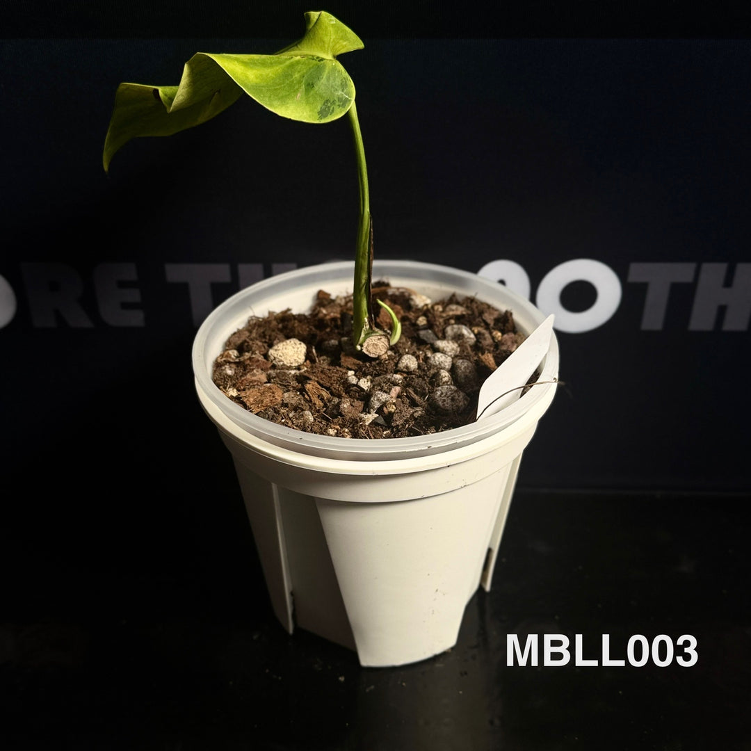 Monstera Borsigiana【Light Lime】[MBLL]