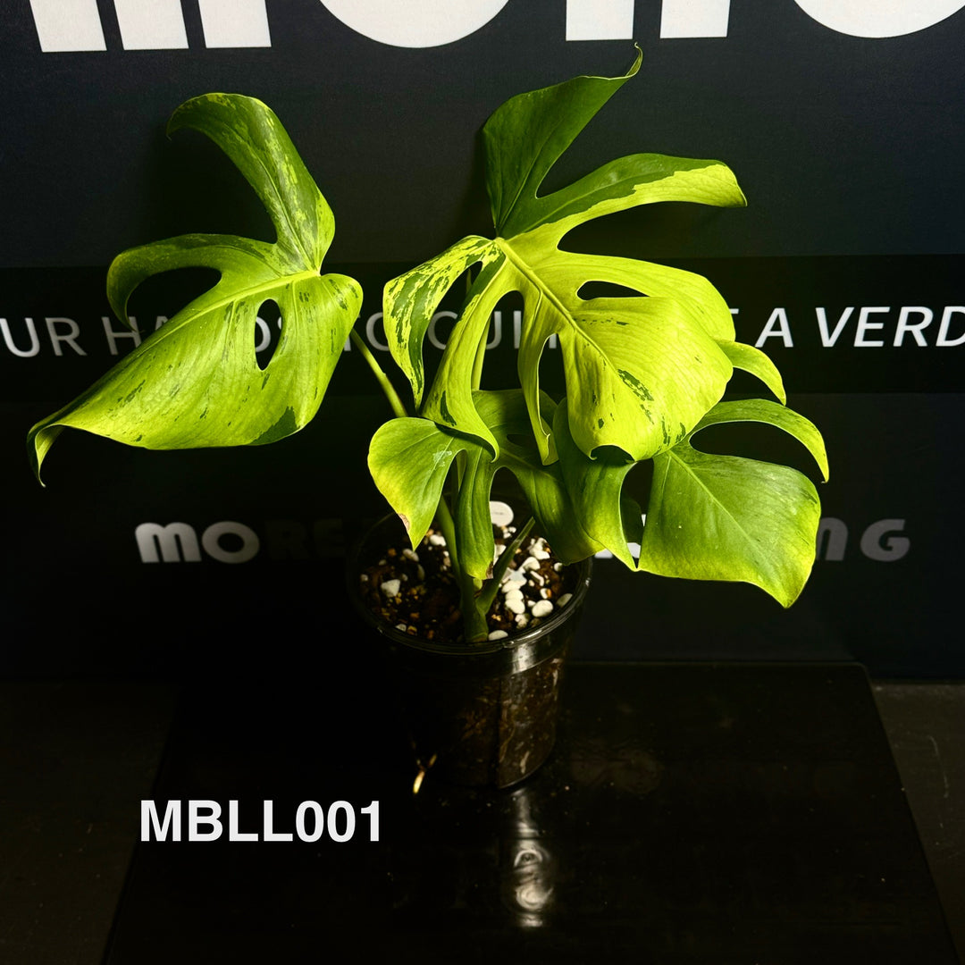 Monstera Borsigiana【Light Lime】[MBLL]
