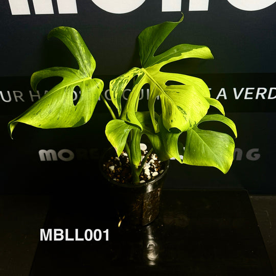 Monstera Borsigiana【Light Lime】[MBLL]