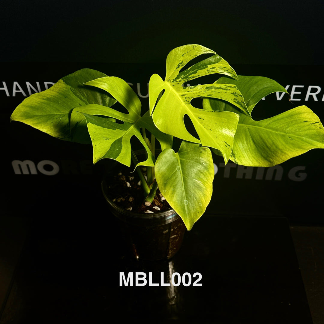 Monstera Borsigiana【Light Lime】[MBLL]