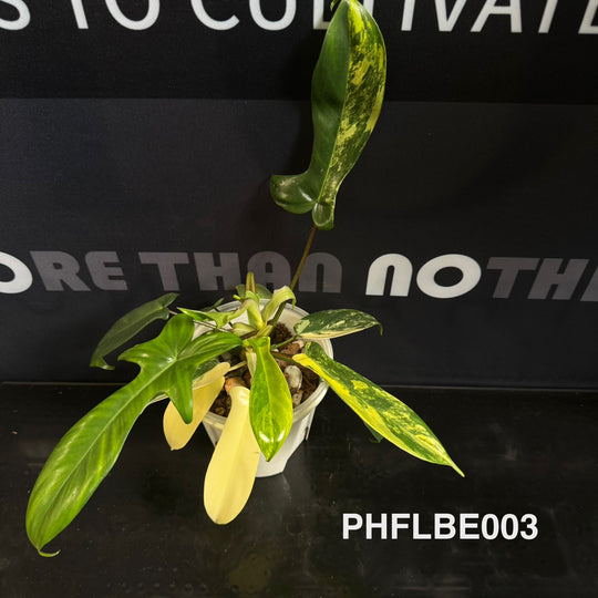Philodendron【Florida Beauty】[PHFLBE]