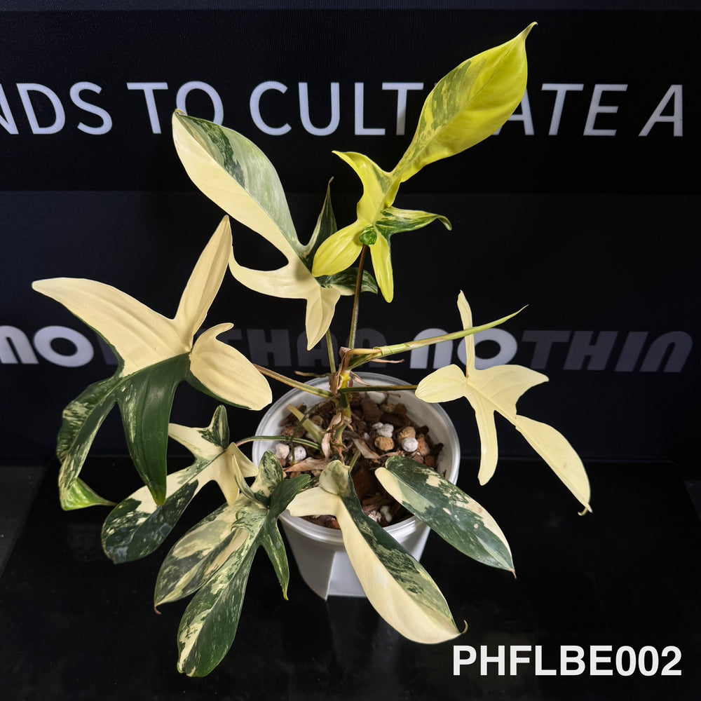 Philodendron【Florida Beauty】[PHFLBE]