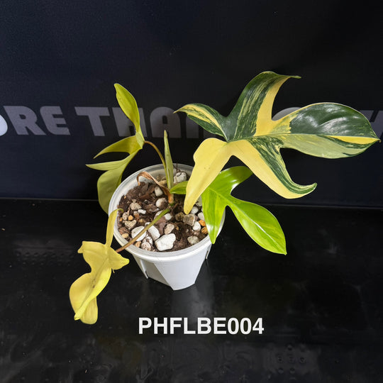 Philodendron【Florida Beauty】[PHFLBE]