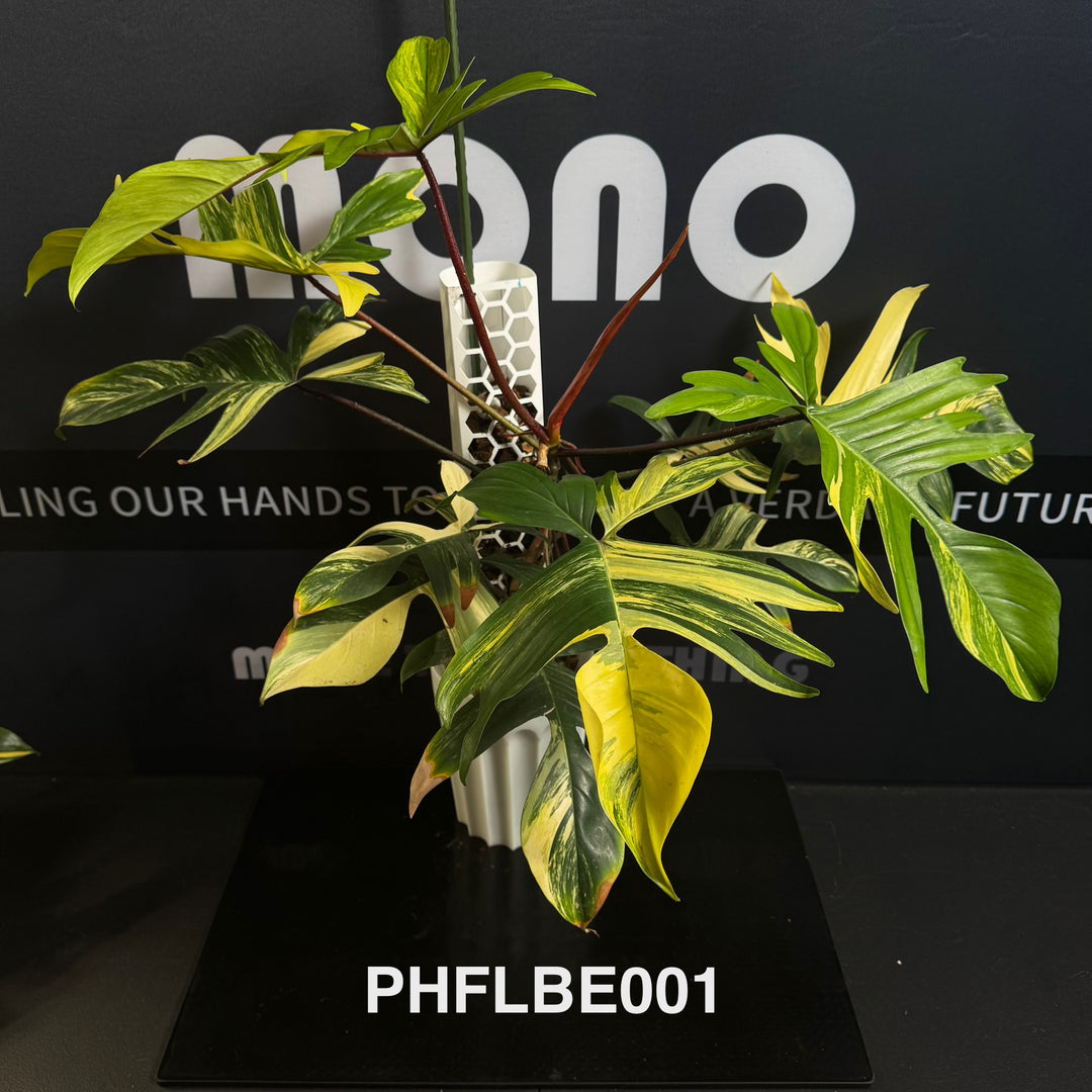 Philodendron【Florida Beauty】[PHFLBE]