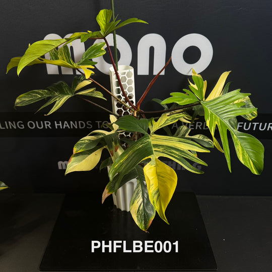 Philodendron【Florida Beauty】[PHFLBE]