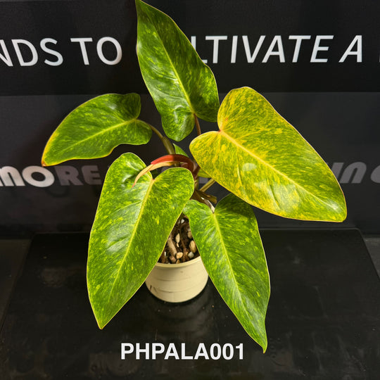 Philodendron【Painted Lady】[PHPALA]