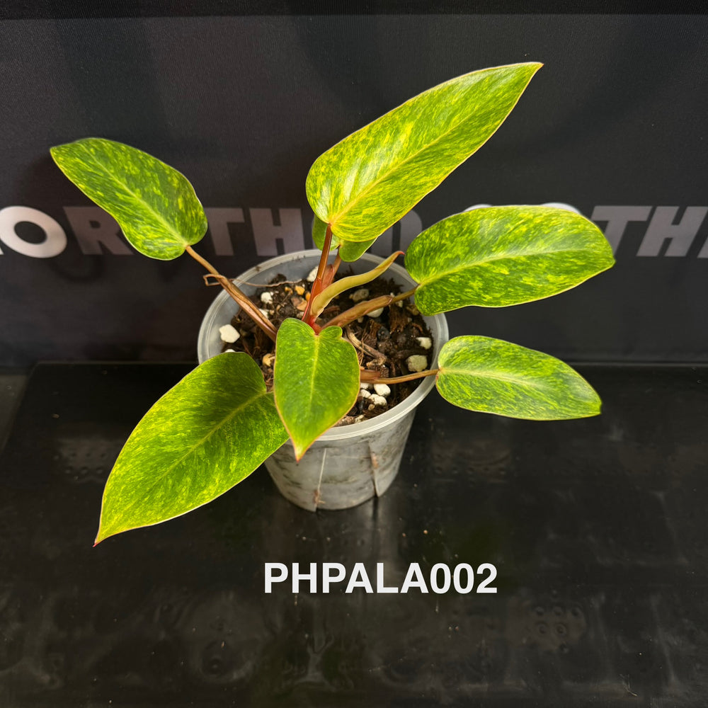 Philodendron【Painted Lady】[PHPALA]