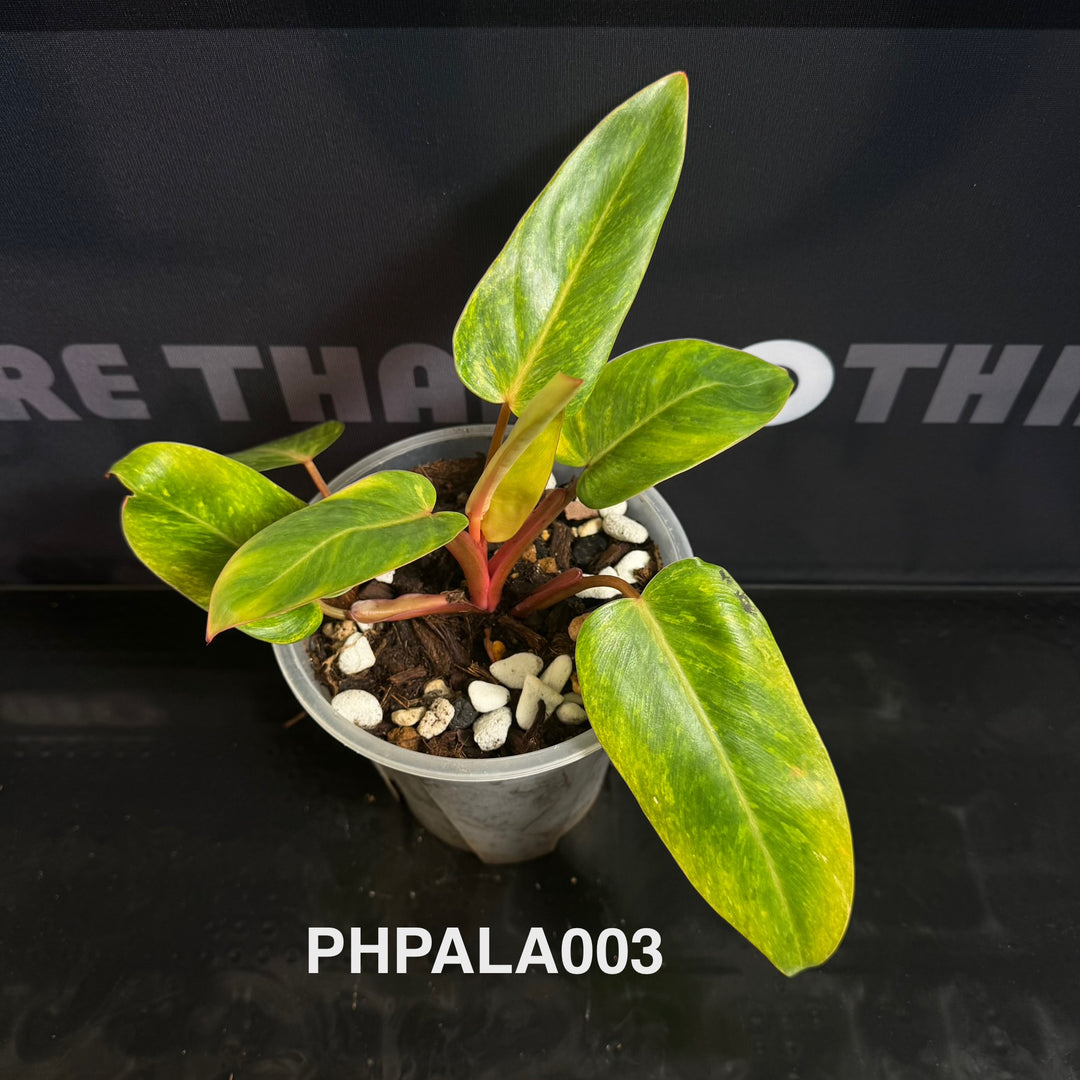 Philodendron【Painted Lady】[PHPALA]