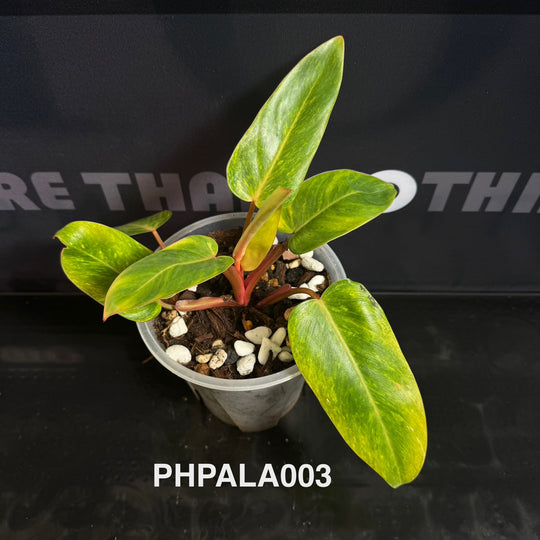 Philodendron【Painted Lady】[PHPALA]