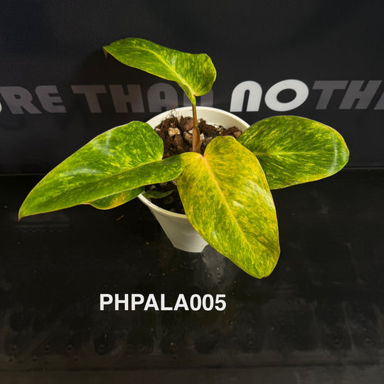 Philodendron【Painted Lady】[PHPALA]