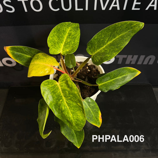 Philodendron【Painted Lady】[PHPALA]