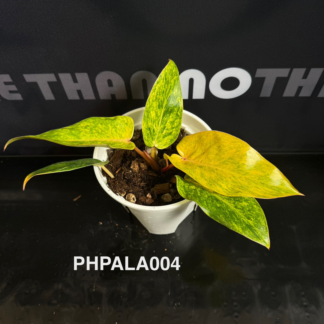 Philodendron【Painted Lady】[PHPALA]
