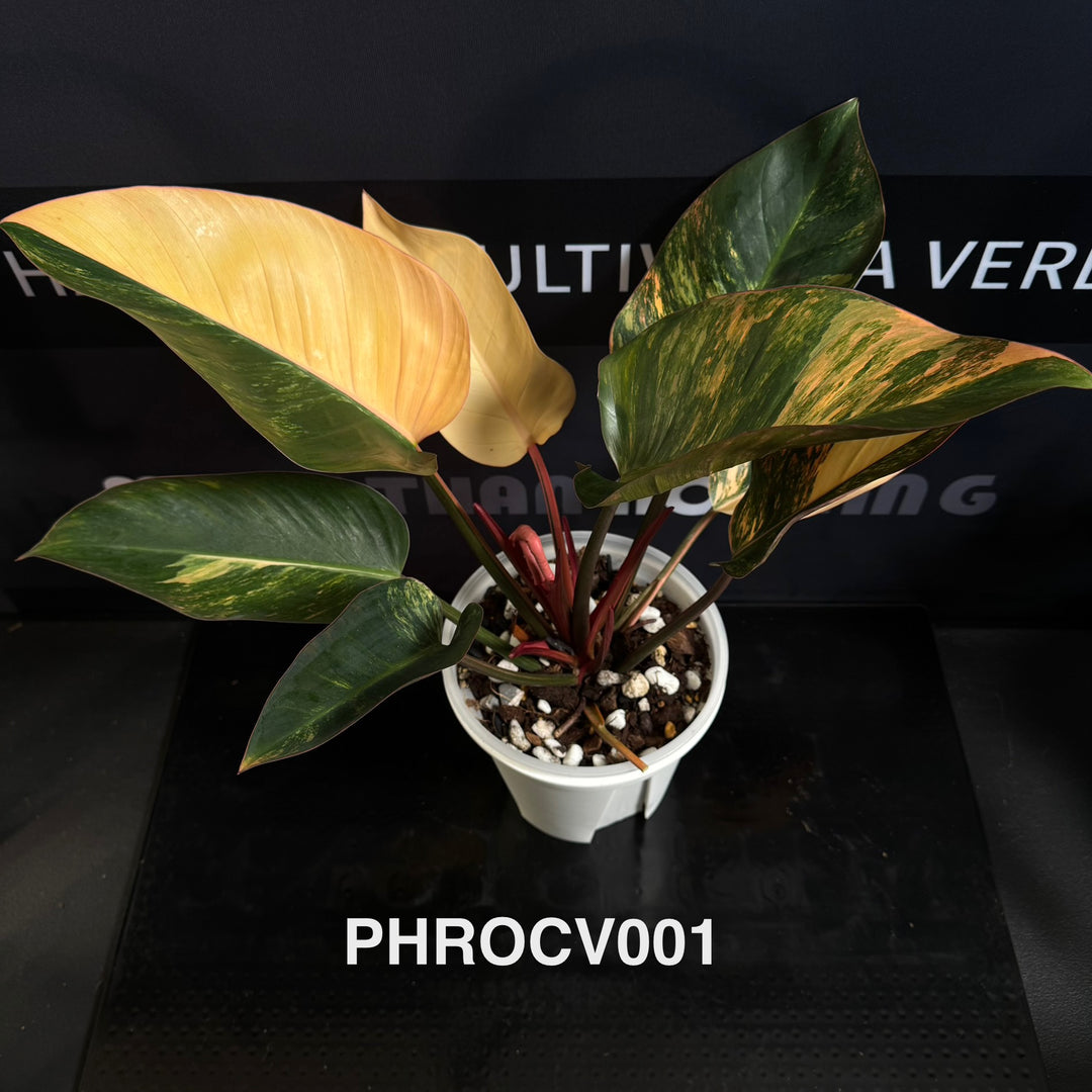 Philodendron【Rojo Congo】Variegated【红刚果】[PHROCV]