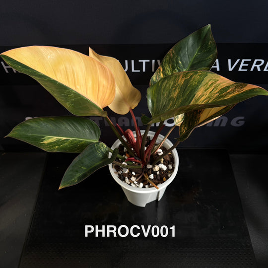 Philodendron【Rojo Congo】Variegated【红刚果】[PHROCV]