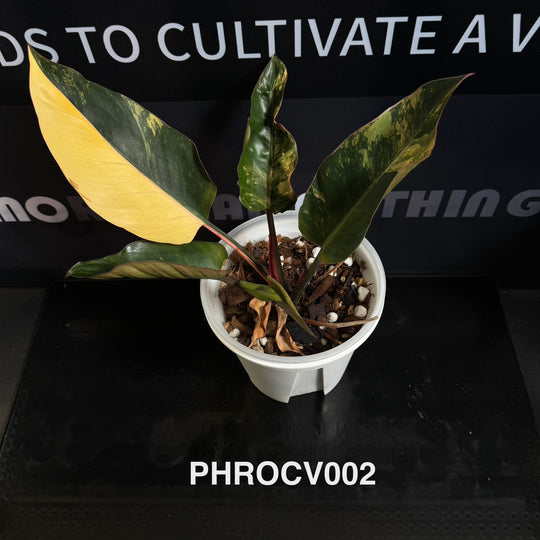 Philodendron【Rojo Congo】Variegated【红刚果】[PHROCV]