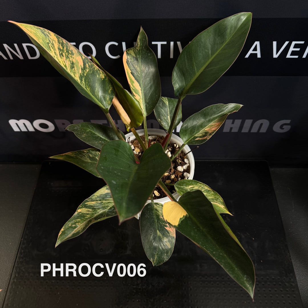 Philodendron【Rojo Congo】Variegated【红刚果】[PHROCV]