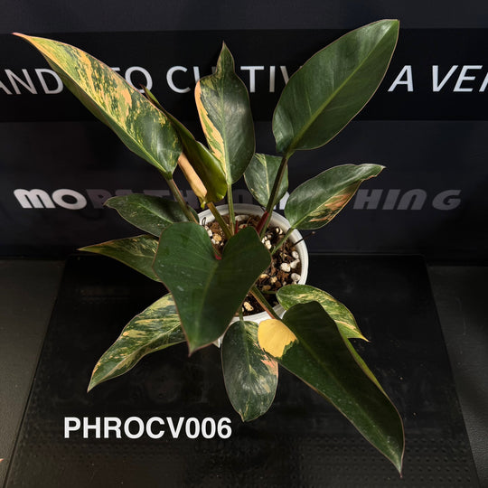 Philodendron【Rojo Congo】Variegated【红刚果】[PHROCV]