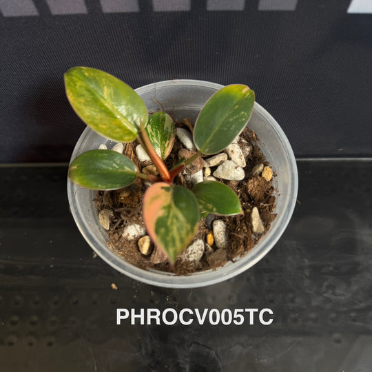 Philodendron【Rojo Congo】Variegated【红刚果】[PHROCV]