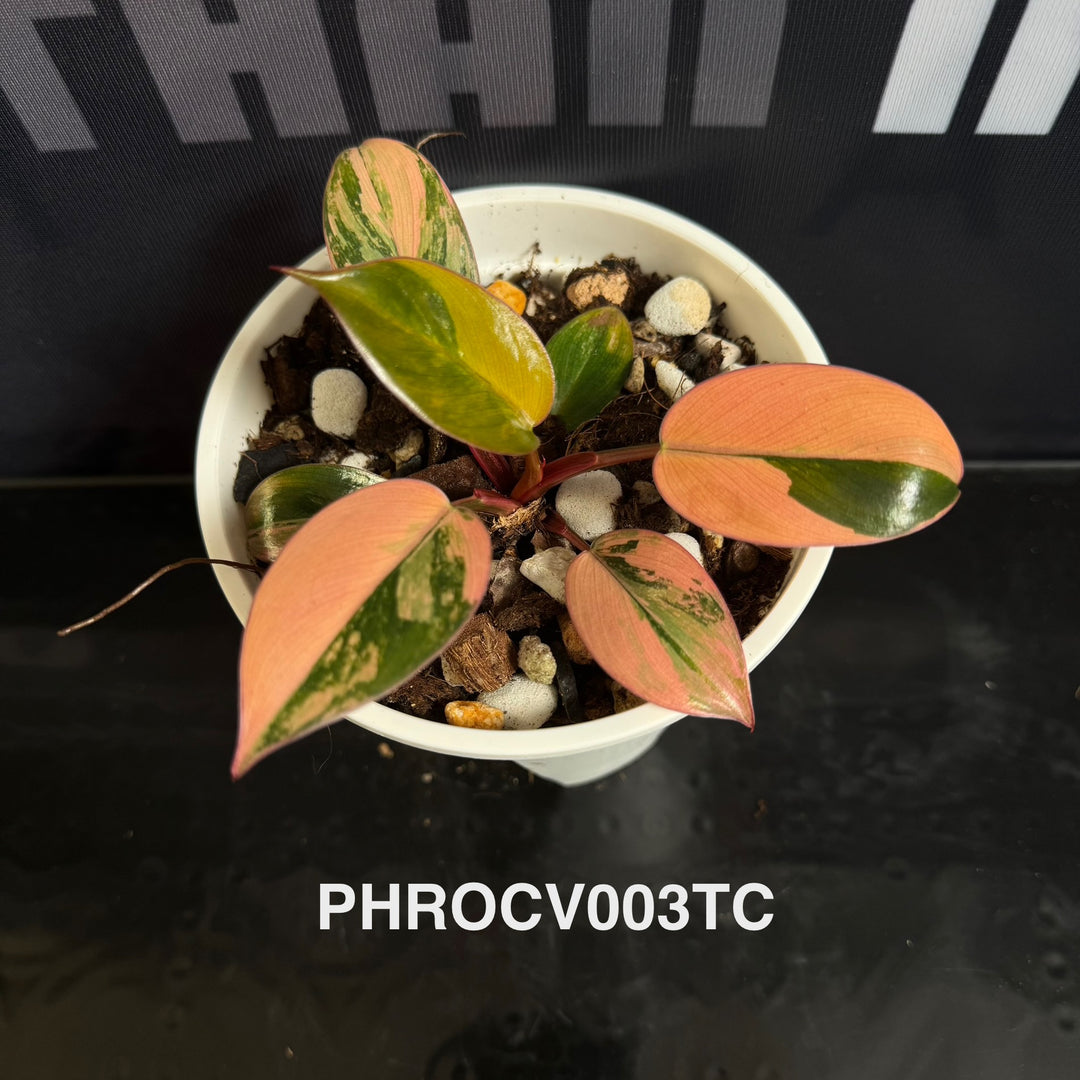 Philodendron【Rojo Congo】Variegated【红刚果】[PHROCV]