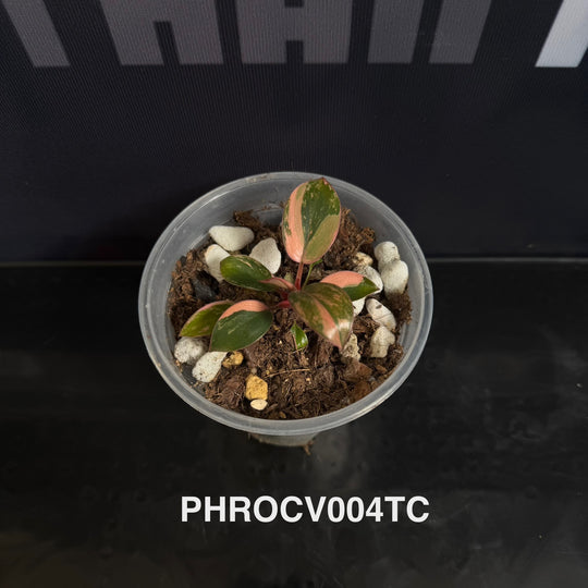 Philodendron【Rojo Congo】Variegated【红刚果】[PHROCV]