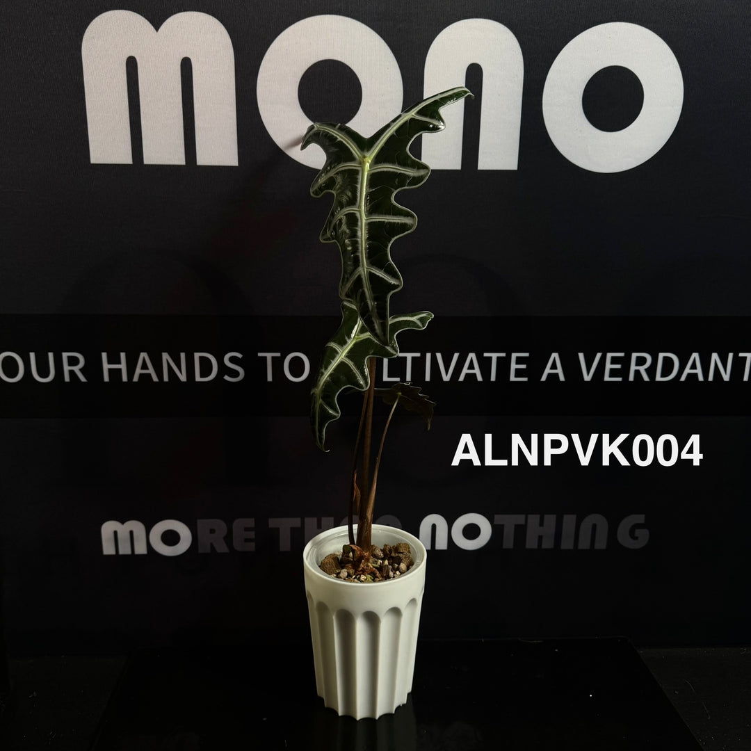 Alocasia【Nobilis】Pink Variegated Type K [ALNPVK]
