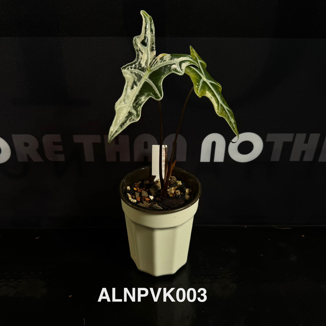 Alocasia【Nobilis】Pink Variegated Type K [ALNPVK]
