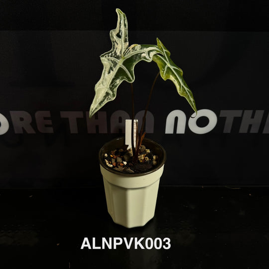 Alocasia【Nobilis】Pink Variegated Type K [ALNPVK]