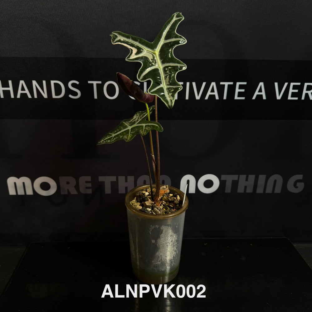 Alocasia【Nobilis】Pink Variegated Type K [ALNPVK]